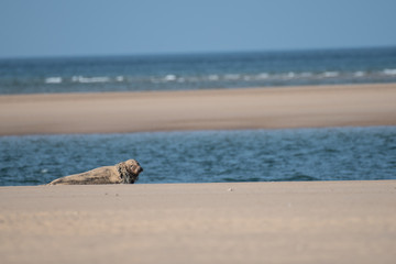 Seal with fishing net