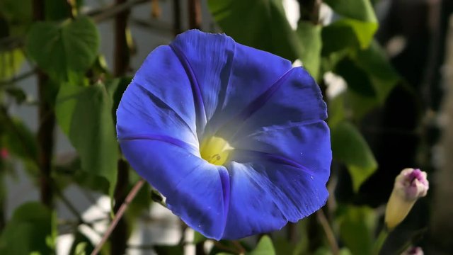 Flower Blue morning glory