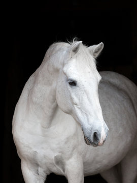 Portrait of a purebred Arabian horse. Isolated on black background.