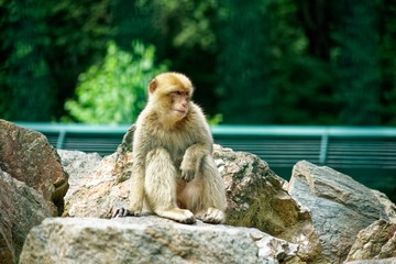 Magot - Barbary Macaque