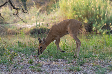 Moschusböckchen, Nesotragus moschatus, am Ufer des Cubango, Okavango, Namibia