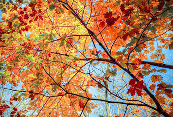 Autumn leaves of orange, yellow and red are brilliant when viewed against the blue sky walking through a forest during fall season with the changing tree leaves is special to fall season