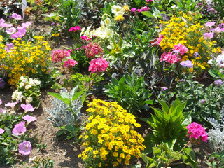 flowers in the garden