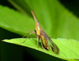 leaf hopper 