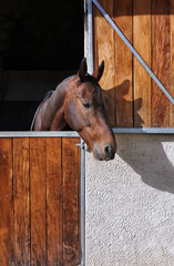 Horse peeking through the door of the stable © fresnel6