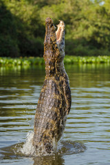 Obraz premium Yacare caiman leaping out of water