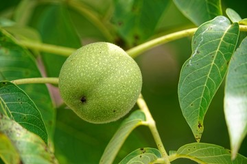 WalNut In The Shelln