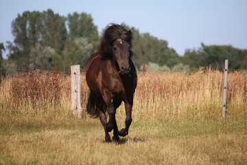 beautiful dark icelandic horse is running on a paddock in the sunshine