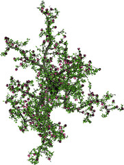 Plant & Tree overhead icon / top view symbols isolated on white background. Perfect for use with colour floor plans as symbols and icons, landscaping design or any other artist design use