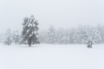 Paisaje minimalista de invierno: bosque de pinos nevado y brumoso