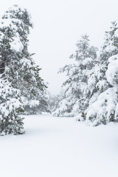 Camino nevado a través de un bosque de pinos. Paisaje de invierno