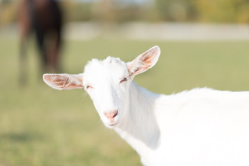 White goat grazing in the field on a summer day