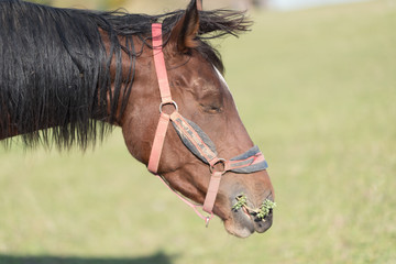 Obraz premium Portrait of beautiful red horse