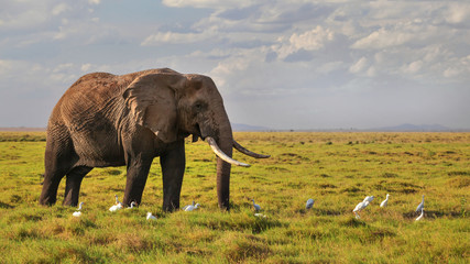 African bush elephant (Loxodonta africana) walking on savanna lit by afternoon sun, white herons birds on the grass around his legs.
