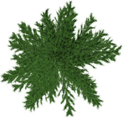 Plant & Tree overhead icon / top view symbols isolated on white background. Perfect for use with colour floor plans as symbols and icons, landscaping design or any other artist design use