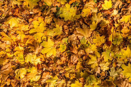 Background of yellow fallen maple leaves