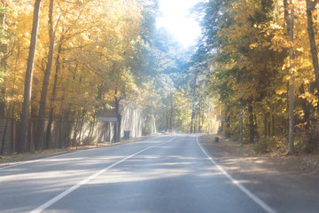 Autumn asphalt Road Alley