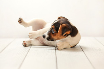 Jack Russell terrier puppy on white boards and background, it is playing on her side instead of posing for photographer