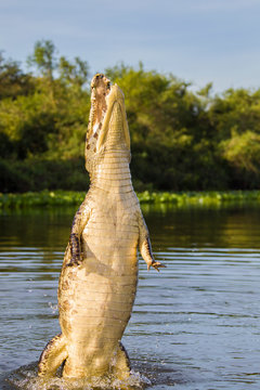 Yacare caiman leaping out of water