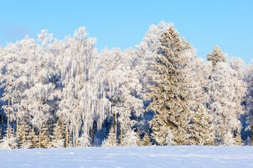 Forest at a field with snow and frost