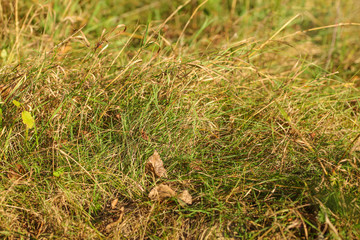 Closeup photo autumn grass, some leaves already brown, lit by afternoon sun. Abstract late summer background.