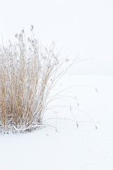 Clump of reeds in the wintry landscape