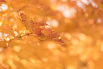 Autumn leaves are hollow red. The leaves lie on the ground, a heap of leaves.