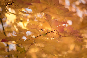 Autumn leaves are hollow red. The leaves lie on the ground, a heap of leaves.