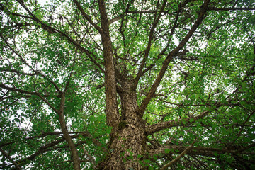 tree with moss on roots in a green forest or moss on tree trunk. Tree bark with green moss. Azerbaijan nature.