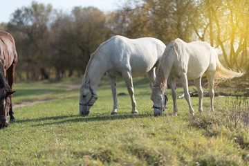 Obraz na płótnie Canvas Horse in feeding on meadow