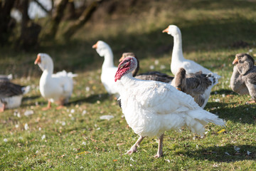 Geese walk on soil clay near the river, goose, geese, ducklings, Turkey