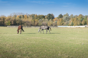 Fototapeta na wymiar Horses at green pastures of horse farms. Country summer landscape.