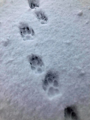 Dog -aw footprints in the snow