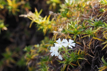 芝桜　一輪