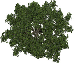 Plant & Tree overhead icon / top view symbols isolated on white background. Perfect for use with colour floor plans as symbols and icons, landscaping design or any other artist design use