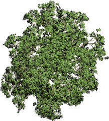 Plant & Tree overhead icon / top view symbols isolated on white background. Perfect for use with colour floor plans as symbols and icons, landscaping design or any other artist design use