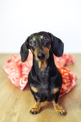 portrait dachshund dog sitting on the floor in plaid. Pet warms under a blanket in cold autumn weather