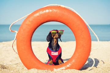 A dog Dachshund breed, black and tan, in a red blue suit of a lifeguard and red sunglasses, sits on orange lifebuoy,  a sandy beach against the sea - obrazy, fototapety, plakaty