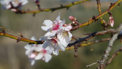Almond Flowers