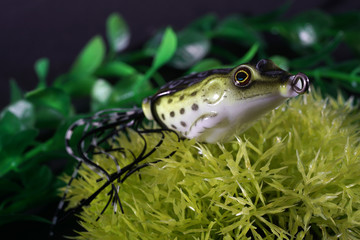 Frogs made of plastic with sharp hooks are well suited as artificial baits on predatory fish 
