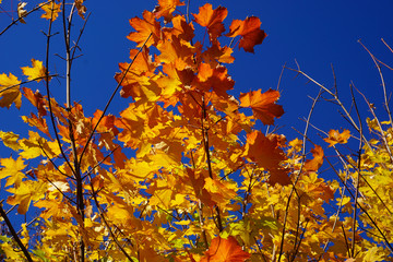 goldener Oktober Herbstlaub gelbrote Blätter der Platane vor blauem Himmel autumn leaves golden...