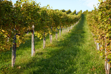 Wein Reben Rieden Reihe Herbst Landschaft