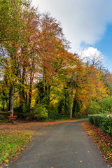 Fototapeta na wymiar Beautiful autumn road in a park through colorful trees on a sunny day. Fall landscape in Ireland.