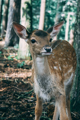 Deer in forest