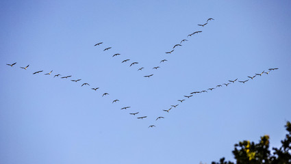 Vogelzug, Formation. Himmel , Zugvogel