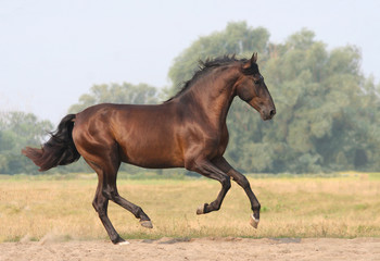 bay horse runs gallop