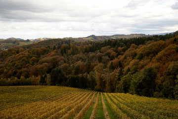 Wein Reben Rieden Herbst Landschaft