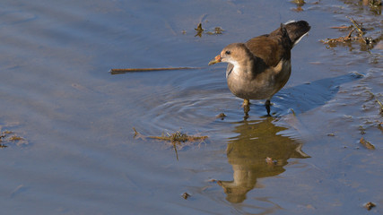 Giovane gallinella d'acqua ferma sul fiume che sta osservando
