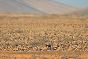 Houbara Bustard (Chlamydotis undulata) at Fuerteventura (Canarias - Spain) in the stony desert