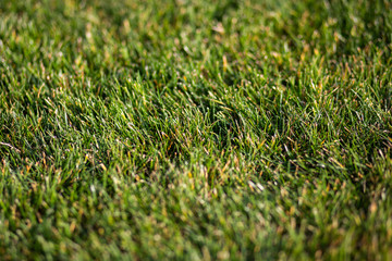 Grass texture